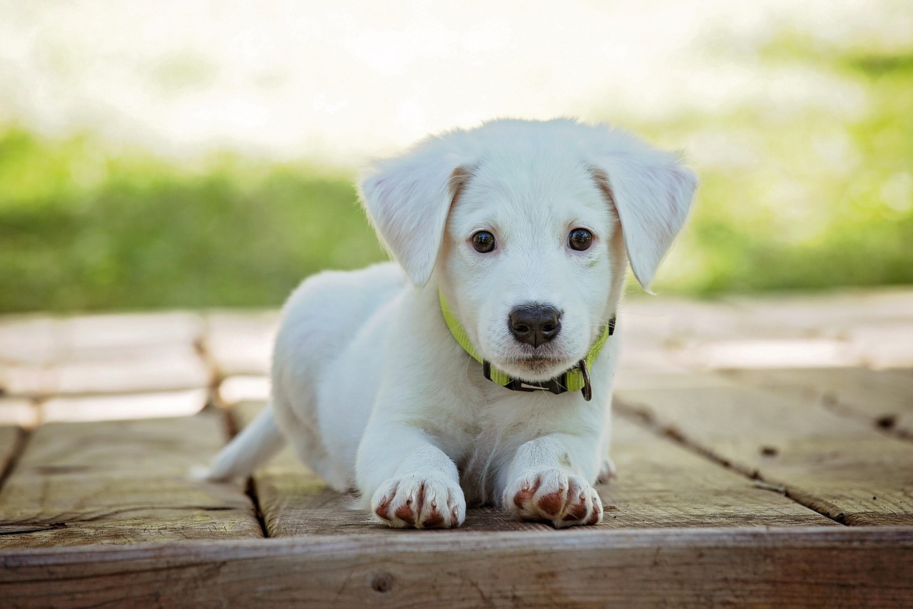 puppy yoga 2025